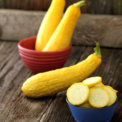 Zucchini Early Prolific Straightneck • كوسى صفراء سريعة - plantnmore