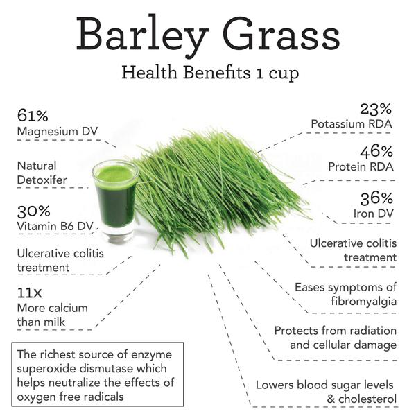 Barley Grass 227g• شعير - plantnmore