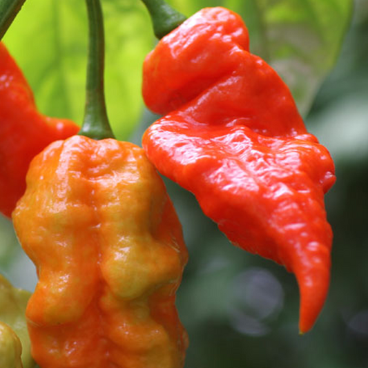 Bhut Jolokia Ghost Pepper • فلفل الشبح بت جولوكيا - plantnmore