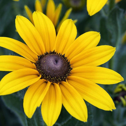 Black Eyed Susan • سوزان ذات العيون السوداء - plantnmore