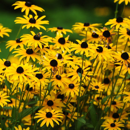 Black Eyed Susan • سوزان ذات العيون السوداء - plantnmore