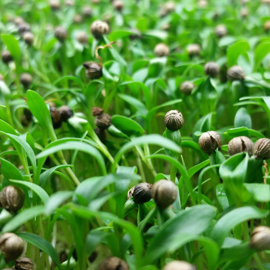 Cilantro Microgreens • ميكروجرين كزبرة - plantnmore