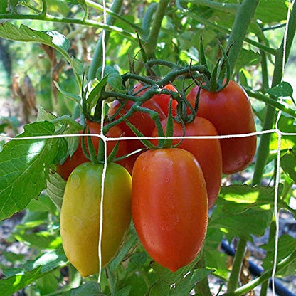 Climbing Plants Net Large