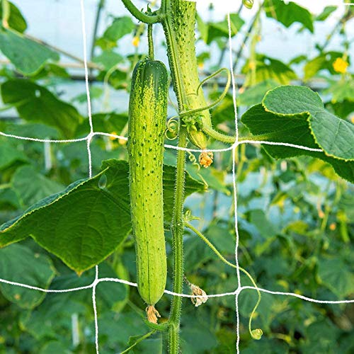 Climbing Plants Net Large