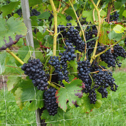 Climbing Plants Net Large