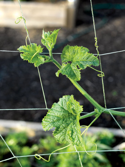 Climbing Plants Net Large