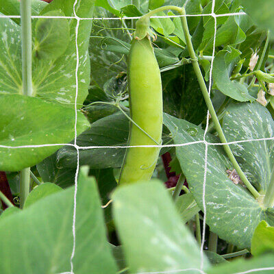 Climbing Plants Net Large