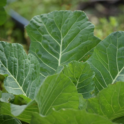 Collards • كولارد - plantnmore