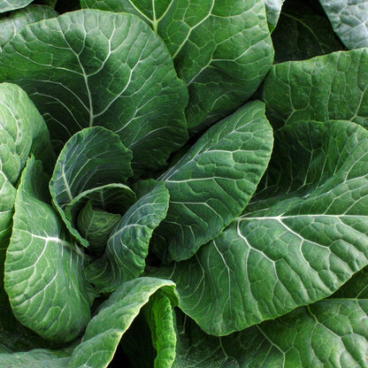 Collards • كولارد - plantnmore