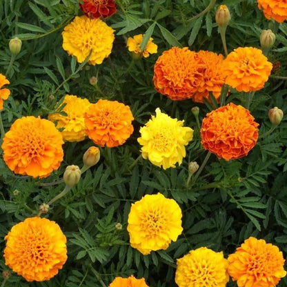 Marigold Crackjack Mix •  ماريجولد كبير - plantnmore