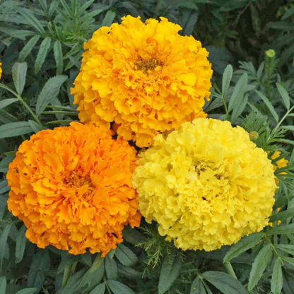 Marigold Crackjack Mix •  ماريجولد كبير - plantnmore