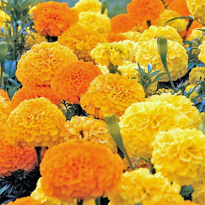 Marigold Crackjack Mix •  ماريجولد كبير - plantnmore