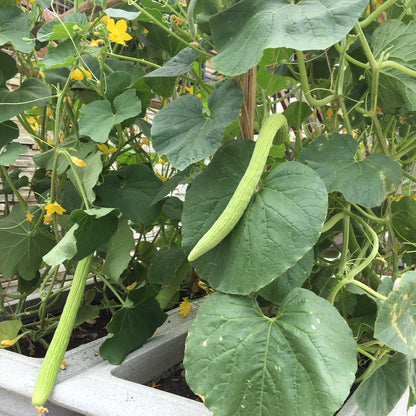 Cucumber Armenian • القثاء - plantnmore