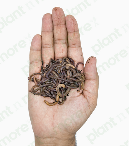 Live Earthworms ● دودة ارض حية - plantnmore