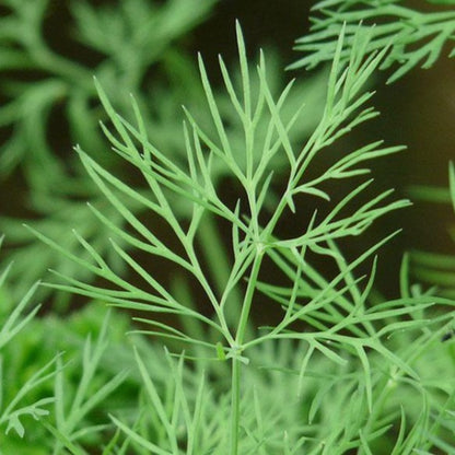 Dill Microgreens • ميكروجرين شبنت - plantnmore