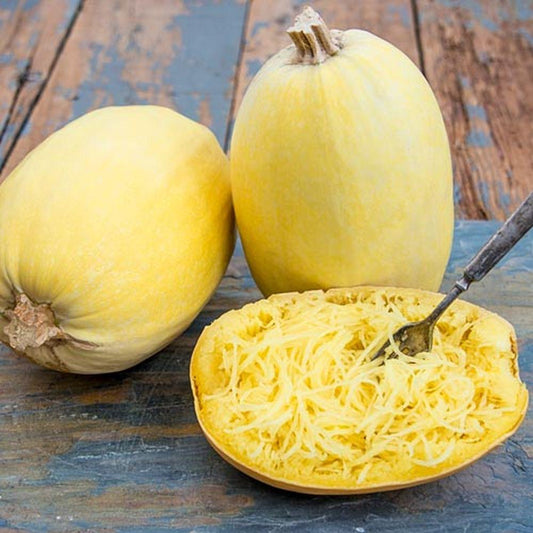 Spaghetti Squash • قرع السباغيتي - plantnmore