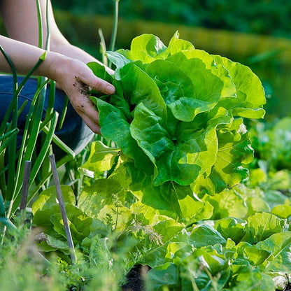 Lettuce Summer Bibb • خلطة خس مقاومة للدفئ - plantnmore