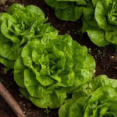 Lettuce Summer Bibb • خلطة خس مقاومة للدفئ - plantnmore