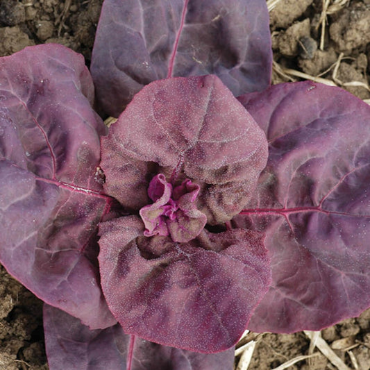 Purple Orach • الاوراك الاحمر - plantnmore