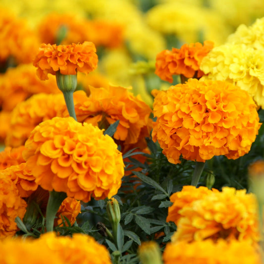 Marigold Crackjack Mix •  ماريجولد كبير - plantnmore