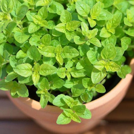 Sweet Marjoram • المرقدوش الحلو - plantnmore