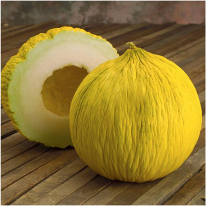 Melon Casaba Golden Beauty  •  شمام أصفرحلو - plantnmore