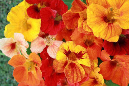 Nasturtium  Jewel Mix  • نبات ابو خنجر - plantnmore