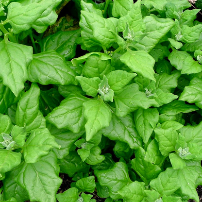 Newzealand Spinach • سبانخ نيوزيلندي - plantnmore