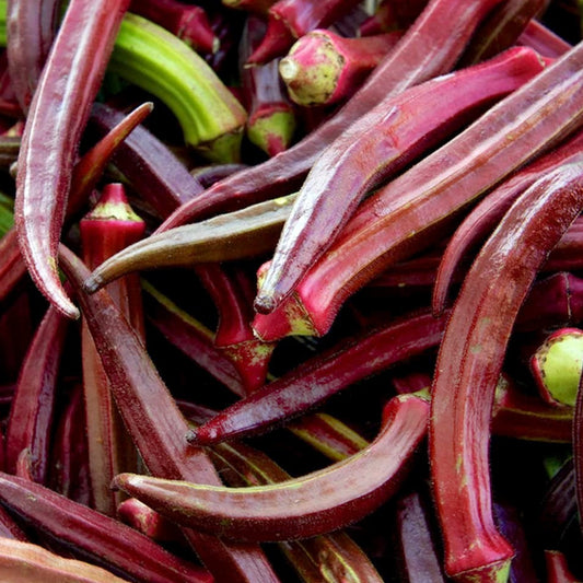 Okra Red Burgundy • باميا حمراء - plantnmore