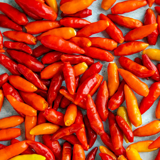 Pepper Tabasco • فلفل تباسكو - plantnmore