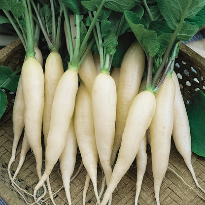 Radish White Icicle • فجل أبيض طويل - plantnmore