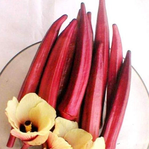 Okra Red Burgundy • باميا حمراء - plantnmore