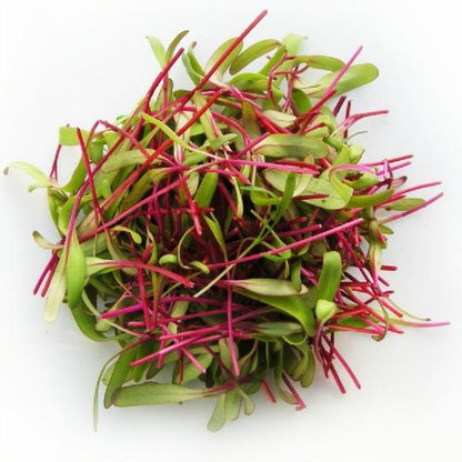 Beet Red Microgreen 114g • ميكروجرين الشمندر - plantnmore