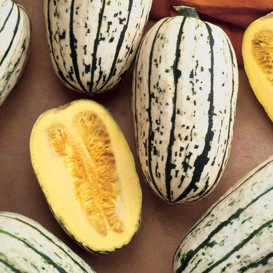 Delicata Pumpkin • قرع ديليكاتا - plantnmore