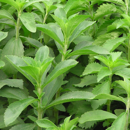 Stevia Sweet Herb • ستيفيا محلي طبيعي - plantnmore