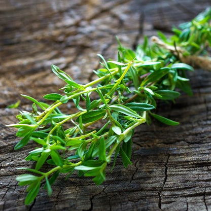 Summer Savory • زعتر بري - plantnmore