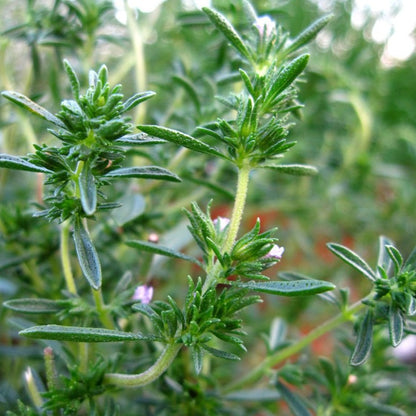 Summer Savory • زعتر بري - plantnmore