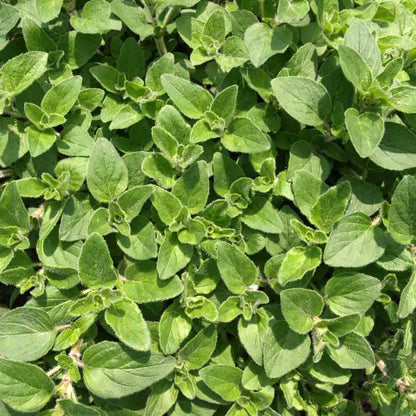 Sweet Marjoram • المرقدوش الحلو - plantnmore