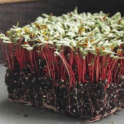 Swiss Chard Ruby Red Microgreen 114g• ميكروجرين السلق الأحمر - plantnmore