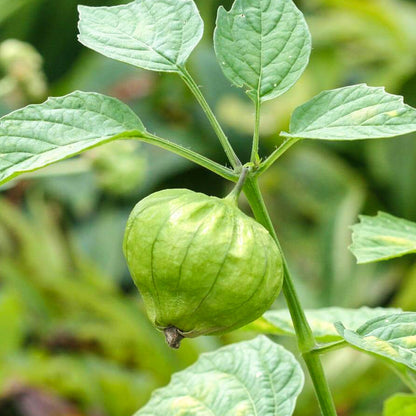 Tomatillo Grande Rio Verde • توماتيو اخضر كبير - plantnmore