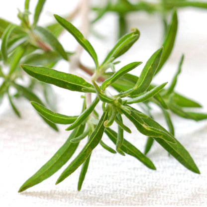 Summer Savory • زعتر بري - plantnmore