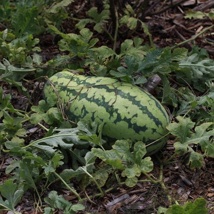 Watermelon Georgia Rattlesnake