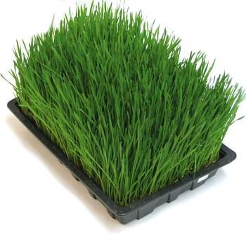 Barley Grass 227g• شعير - plantnmore