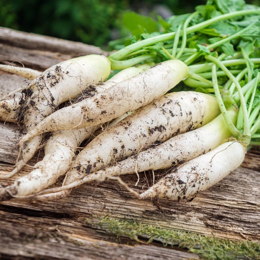 Radish White Icicle • فجل أبيض طويل - plantnmore