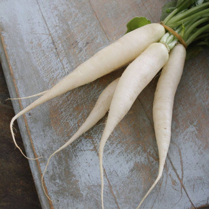 Radish White Icicle • فجل أبيض طويل - plantnmore