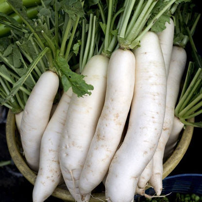 Radish White Icicle • فجل أبيض طويل - plantnmore