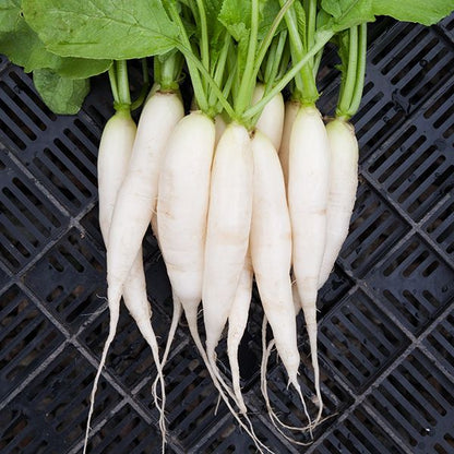 Radish White Icicle • فجل أبيض طويل - plantnmore