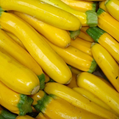 Zucchini Golden Glory • كوسى صفراء - plantnmore