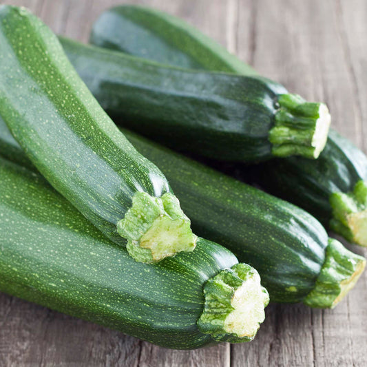 Zucchini Black Beauty • كوسى السوداء الجميلة - plantnmore