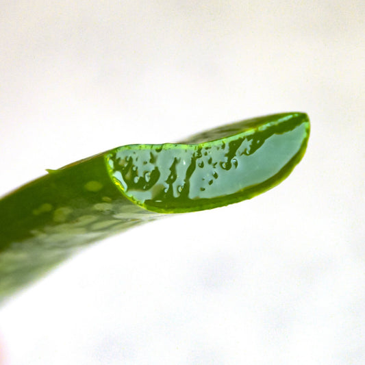 Aloe Vera Camperi Plant Large